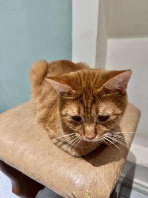 В добрые руки в Махачкале фото 3