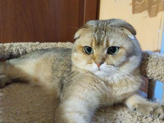 Шотландский котик с документами