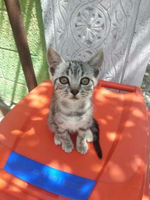 Отдам котят в хорошие руки