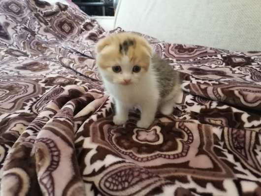 Шотландские котята фото 5
