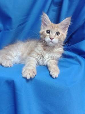 Red Maine Coon, boys