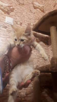 Отдам даром котят. В Первоуральске в Первоуральске