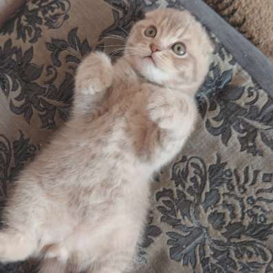 Британские котята фото 3