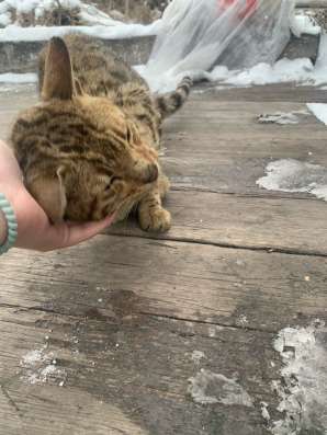 Отдам кота в хорошие в Киселевске фото 6