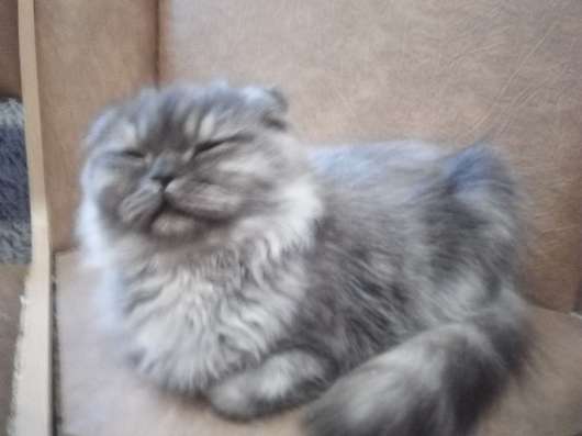 Шотландский котенок