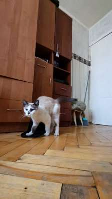 Сиамский котёнок в Санкт-Петербурге