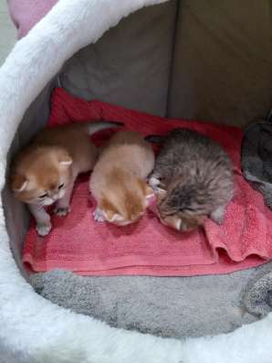 Британские котята