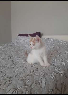 Котята в хорошие руки фото 4