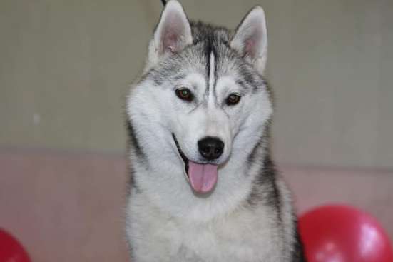 PUPPIES SIBERIAN HUSKY фото 3