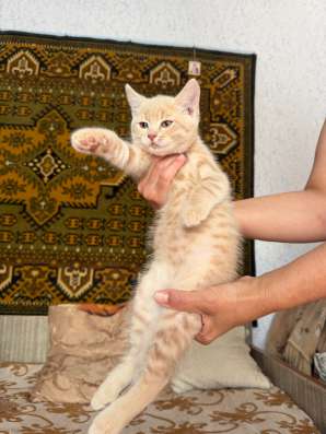 Отдам котёнка в хорошие руки