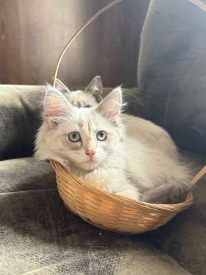 Отдам котят в добрые руки в Томске фото 3