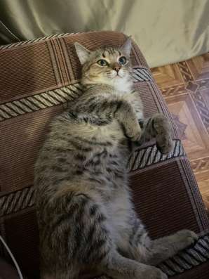 Отдам котенка в добрые руки в Кургане