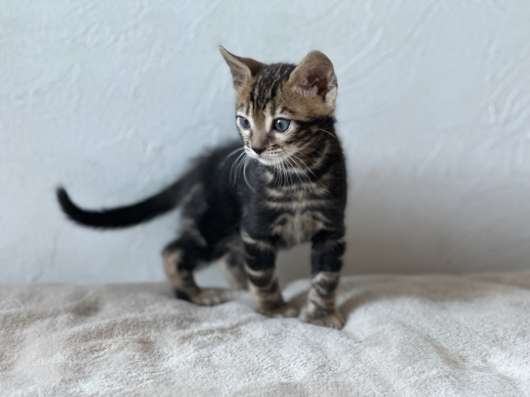Мраморные Бенгальские котята фото 6