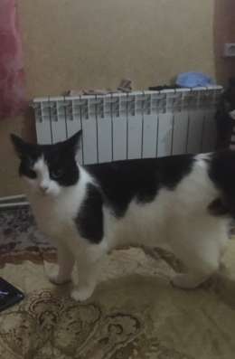 Отдам кошку