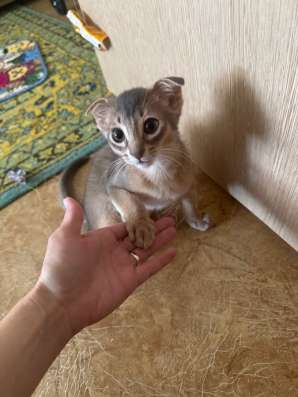 Абиссинский котенок в Казани