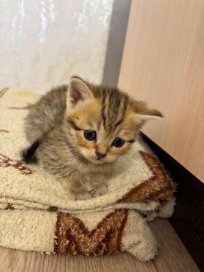 Британские котята в Минеральных Водах