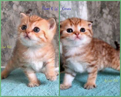 Шотландские котята