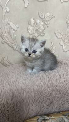 Продам шикарных котят фото 5