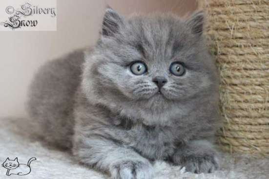 Длинношерстные британские котята