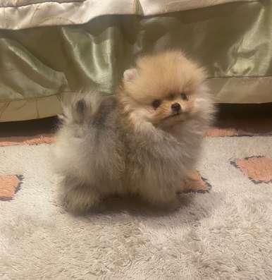 Микро мальчик померанского шпица, 2,5 мес в Москве фото 4