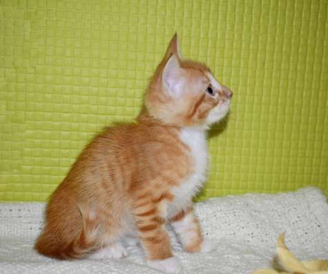 Красивейшие котята в дар! фото 6