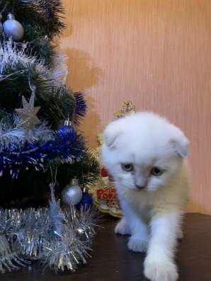 Клубные котята фото 4