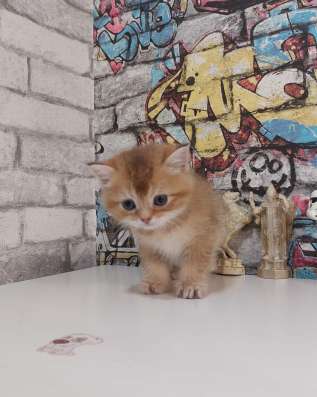 Шотландские котята фото 4
