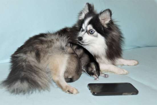 Щенки Помски Pomsky