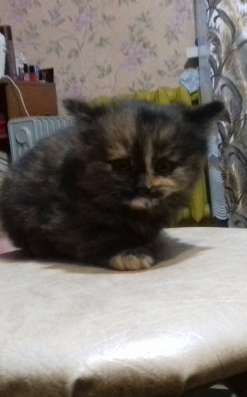 Котята в добрые руки в Вышний Волочек фото 3