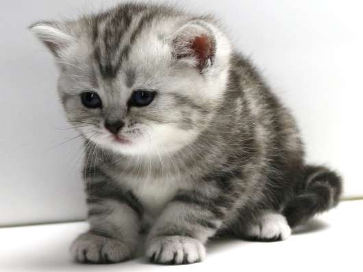 Шотландские котята. Питомник "SILVER SHARM"