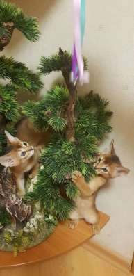 Абиссинские котята