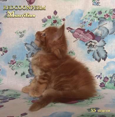 Котенок мейн кун красный солид. Шоу класс в Перми фото 18