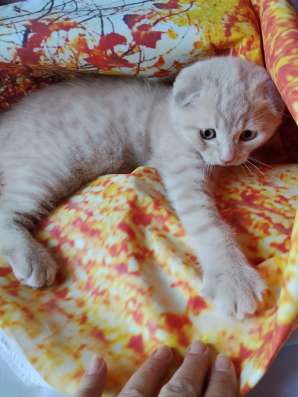 Вислоухий котенок скоттиш фолд фото 4