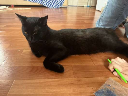 Отдам кота