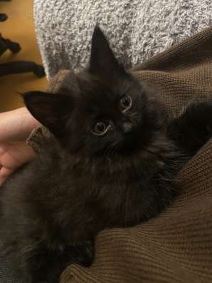 Котята в Белой Калитве