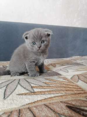 Британские котята в Коломне