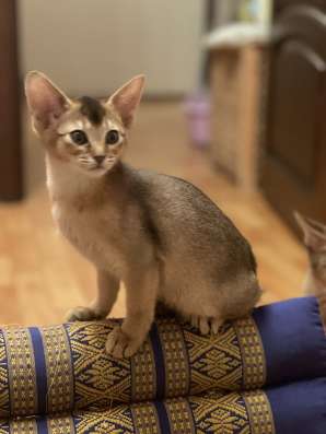 Продаю абиссинских котят в Москве фото 5