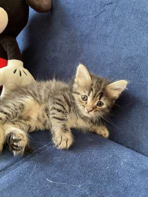 Котята бесплатно в Махачкале