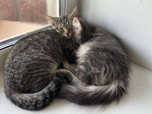 Котята в добрые руки ?