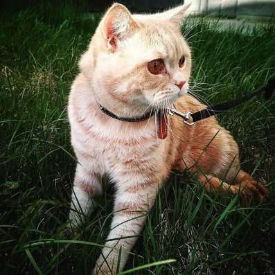 Шотландский котенок в Челябинске