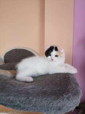 Кошка Пирсея от питомника фото 5