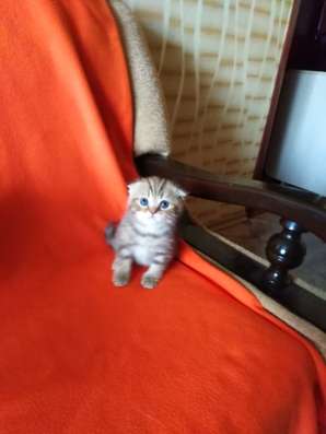 Котята в Орехово-Зуево