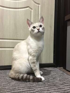 Кошка в хорошие руки фото 5