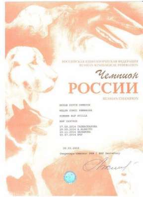 Щенки Вельш Корги в Ростове-на-Дону фото 26