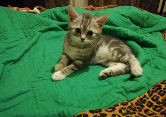 Котята Шотландские! в Балашихе фото 7