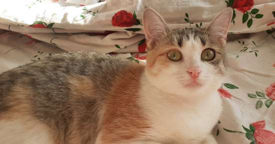 Замечательная молодая кошечка