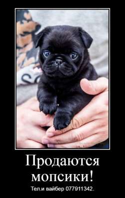 Продаются щенки королевского мопса! фото 6