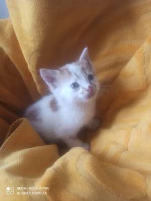 Котенок Рыжик в Краснодаре фото 14