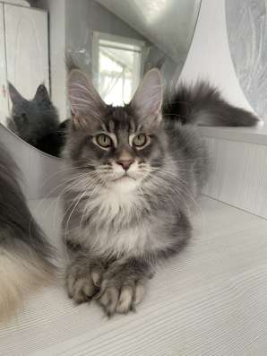 Котёнок мейн кун