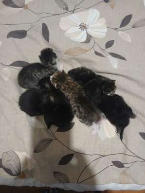 Котята , ищут дом в Костроме